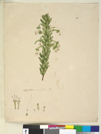 Seite 31. Styphelia viridiflora von John William Lewin